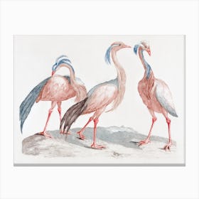 Miss Crane Birds, Johan Teyler Canvas Print