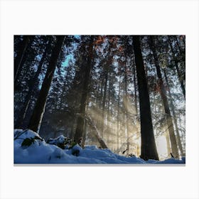 Snowy forest in a picturesque view Canvas Print