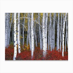 Autumn Birch Tree Forest White Autumn Birch Leaves Canvas Print