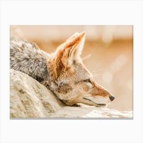 Sleeping Coyote Canvas Print