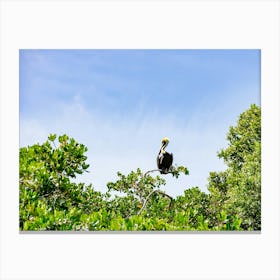 Pelican Perched In Tree At Sian Ka'an Mexico Leinwandbild