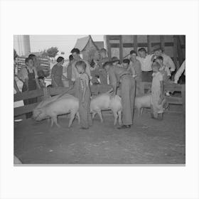 Displaying Pigs, 4 H Fair, Sublette, Kansas By Russell Lee Canvas Print