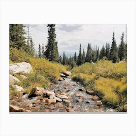 Montana Forest Creek Canvas Print