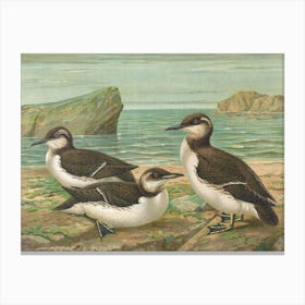 Vintage Sandpipers Canvas Print