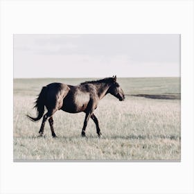 Black Horse Canvas Print