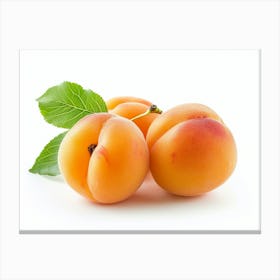 Apricots 13 Canvas Print