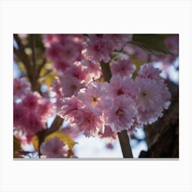 Pink blossoms of an ornamental cherry against the light Canvas Print