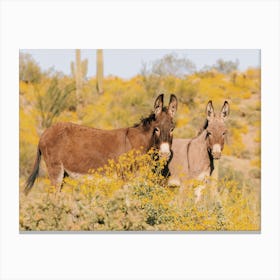 Wild Desert Burros Canvas Print