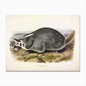 American Badger, John James Audubon Canvas Print