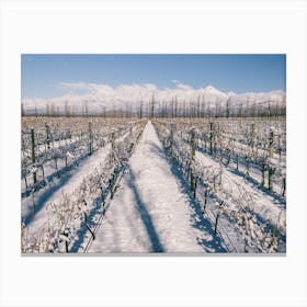 Unitltled 18 - Snow in the Vineyard Series Canvas Print