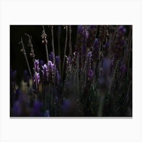 Purple Flower Pops In The Sunlight Canvas Print