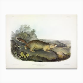 Parry'S Marmot Squirrel, John James Audubon Canvas Print
