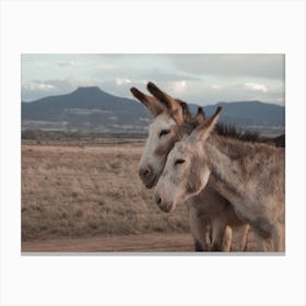 Pair Of Donkeys Canvas Print