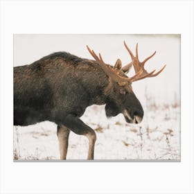 Migrating Moose Canvas Print