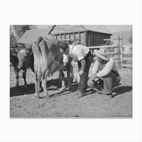 Fsa (Farm Security Administration) Supervisor Explaining The Fine Points Of A Cow, Box Elder County, Utah By Russe Canvas Print