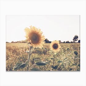 Summer Sunflower Field Canvas Print