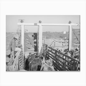 Cattle Being Unloaded From Truck At Auction, San Angelo, Texas By Russell Lee Canvas Print