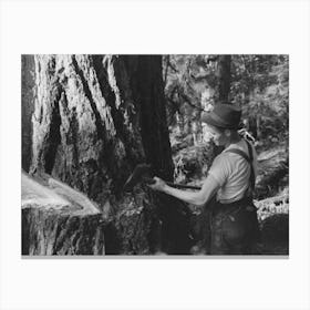 Untitled Photo, Possibly Related To A Faller Who Is Pouring Oil On This Saw While Falling A Tree, Cowlitz County Canvas Print