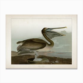 Vintage Audubon 2 Brown Pelican Canvas Print