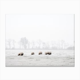 Foggy Winter Morning Sheep Canvas Print