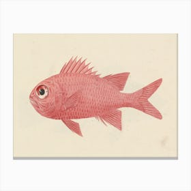 Unidentified Fish, Luigi Balugani (17) Canvas Print