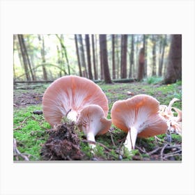 Mushrooms in England woodland Canvas Print