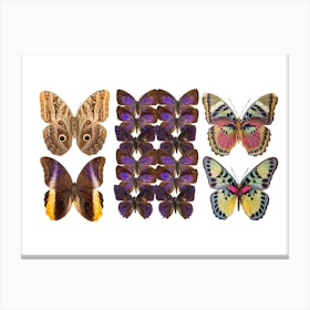Collection Of Purple Butterflies Canvas Print