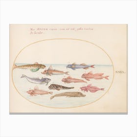 Aquatic and Shellfish Animals (c. 1575-1580), Joris Hoefnagel(2) Canvas Print