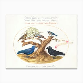 Blue Crow, Jackdaw, Chickadee Or Tit And Other Birds (1575–1580), Joris Hoefnagel Canvas Print