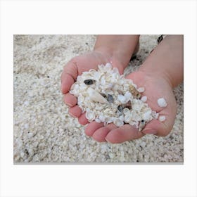 Shells In The Sand Canvas Print