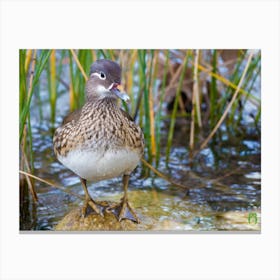 Wood Duck 20230108953pub Canvas Print