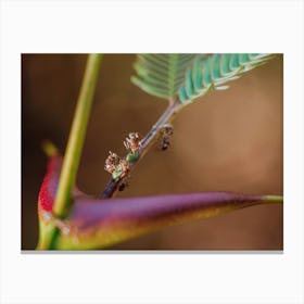 Close Up Of A Leaf Canvas Print