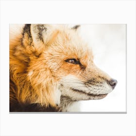 Winter Red Fox Canvas Print