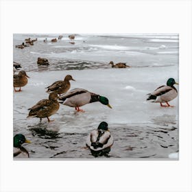 Ducks On Frozen Pond Canvas Print