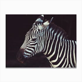 Zebra At Night Canvas Print