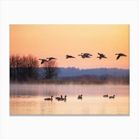 Canadian Geese In V Formation Soaring Above A Duck Pond Reflections In Water Contrast Of Flapping (1) Canvas Print