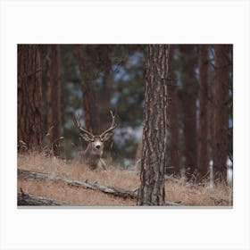 Mule Deer Bedded Down Canvas Print