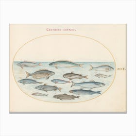 Aquatic and Shellfish Animals (c. 1575-1580), Joris Hoefnagel Canvas Print