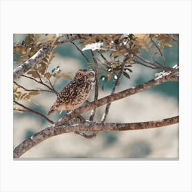 Burrowing Owl In Tree Canvas Print