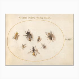 Seven Bees And Flies (c. 1575-1580), Joris Hoefnagel Canvas Print
