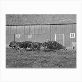 Part Of Shorthorn Cattle Herd Belonging To G H West Near Estherville, Iowa By Russell Lee Canvas Print