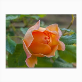 Orange Rose Canvas Print