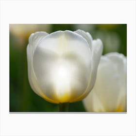 White Tulips Canvas Print