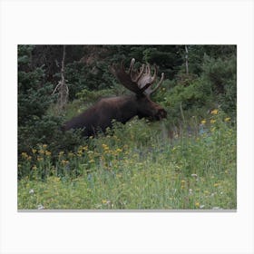 Moose In The Wild Canvas Print