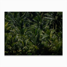 Palms1 Canvas Print
