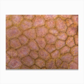 Tomato Under The Microscope 5 Canvas Print