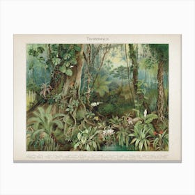 Vintage Meyers 5 Tropenwald Canvas Print
