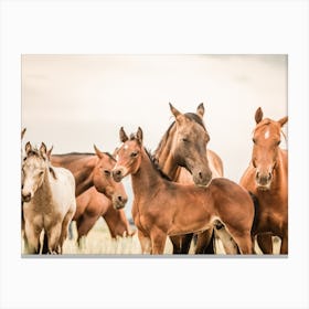 Wild Horse Herd Canvas Print