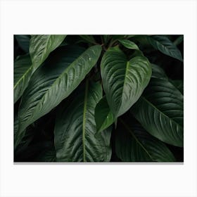 Green Leaves Of A Plant Canvas Print