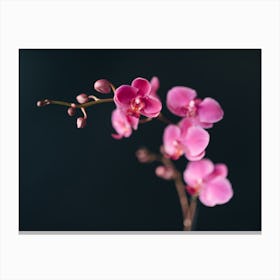 Orchids And Black Canvas Print